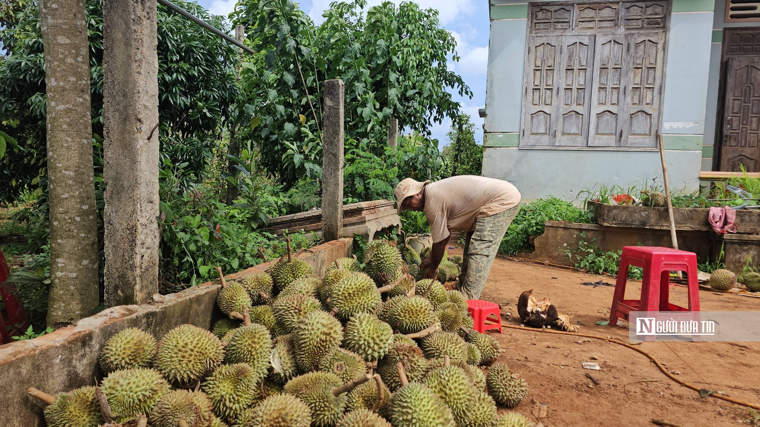 Dân sinh - Hàng trăm hộ dân bị thiệt hại gần 100 tấn sầu riêng do giông lốc (Hình 4).