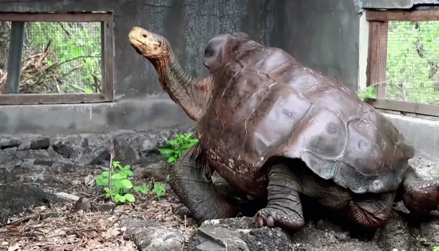 Video: Hành trình trở về quê hương của rùa Galapagos khổng lồ 