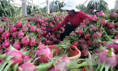 Vải thiều theo máy bay Nam tiến, giá thanh long tăng cao kỷ lục