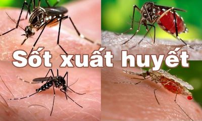 Trên 80.000 trường hợp mắc sốt xuất huyết, Bộ trưởng bộ Y tế đề nghị quyết liệt phòng, chống dịch