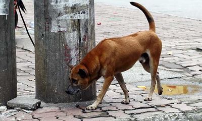 Cà Mau: Người đàn ông qua đời sau hai năm bị chó dại cắn