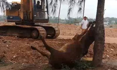 Thanh Hóa: Vào cuộc điều tra hai người đàn ông lạ mặt xuất hiện, 4 con bò của hộ dân bỗng lăn ra chết