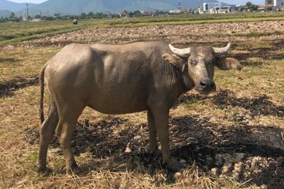 Bí tiền tiêu xài, trộm