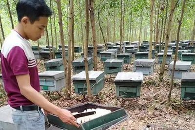 Hà Tĩnh: Hàng trăm tổ ong nuôi của người dân nghi bị kẻ xấu đầu độc