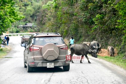 kinh nghiem lai xe cho tranh dau trau tranh duoi