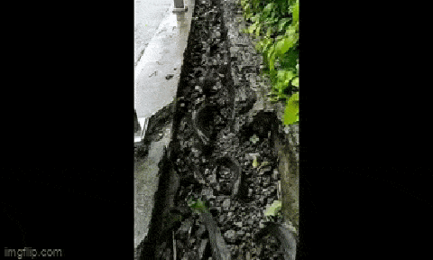 Clip: Cá rô đồng xếp hàng trật tự, 