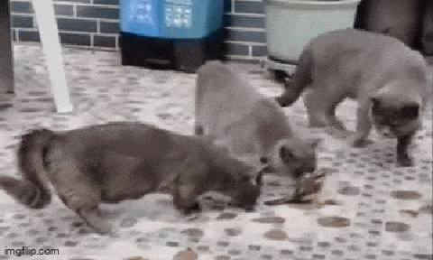 Clip: Chim dùng chiêu độc để thoát khỏi vòng vây của các con mèo