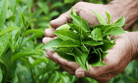 7 thực phẩm giúp cơ thể có mùi thơm tự nhiên, nhất là số thứ 5