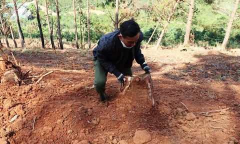 Lâm Đồng: Xử phạt nhóm người lấn chiếm đất rừng hơn 1 tỷ đồng