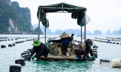 Cải thiện kỹ thuật nuôi hàu giúp nâng cao thu nhập của người dân