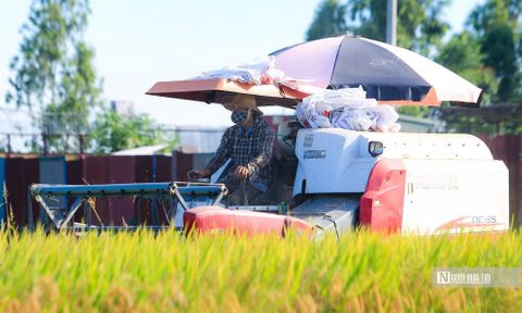 Điều kiện thời tiết thuận lợi, hơn 1,3 triệu ha lúa được thu hoạch sớm