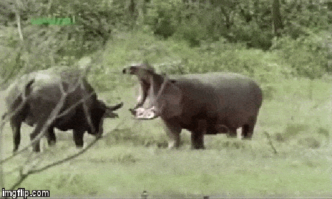 Video: Trâu rừng trả giá đắt vì dám thách thức hà mã