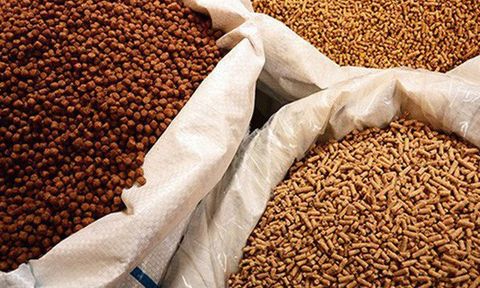 Xuất khẩu thức ăn gia súc và nguyên liệu đạt tỷ USD