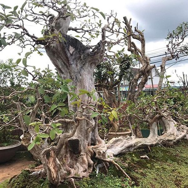 Những màn sang tay ổi bonsai dáng "kỳ quái" của đại gia ...