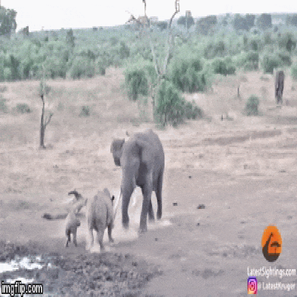 Video: Kích động voi rừng, mẹ con tê giác bị kẻ khổng lồ ở châu Phi đánh đuổi không thương tiếc