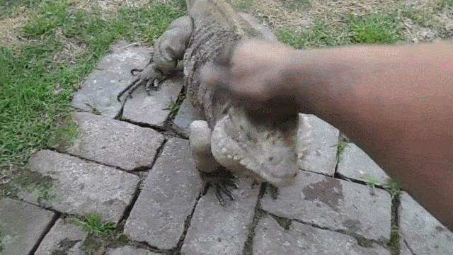 Mơ mình ăn thịt kỳ đà tốt hay xấu?