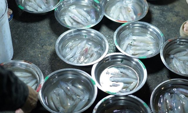 Nhộn nhịp phiên chợ mực nháy nơi phố biển Cửa Lò 