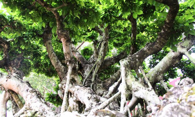 Cận cây sanh cổ rong rêu, chủ nhân phớt lờ các mức giá cao đại gia đã trả