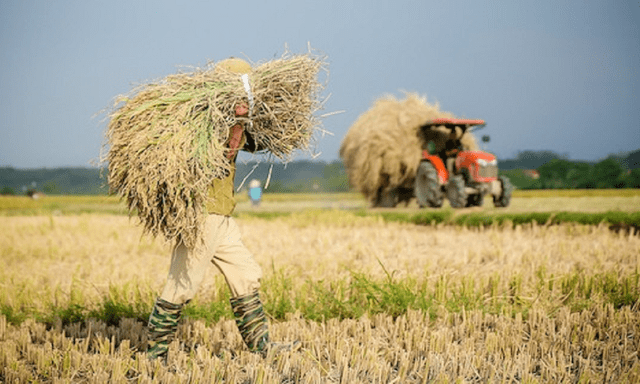 Sẵn sàng triển khai đề án 1 triệu ha lúa chất lượng cao