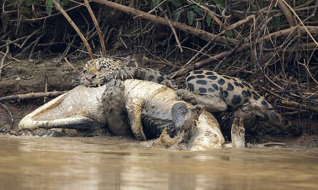 Video: Cá sấu caiman bỏ mạng dưới nanh sắc của báo đốm Nam Mỹ