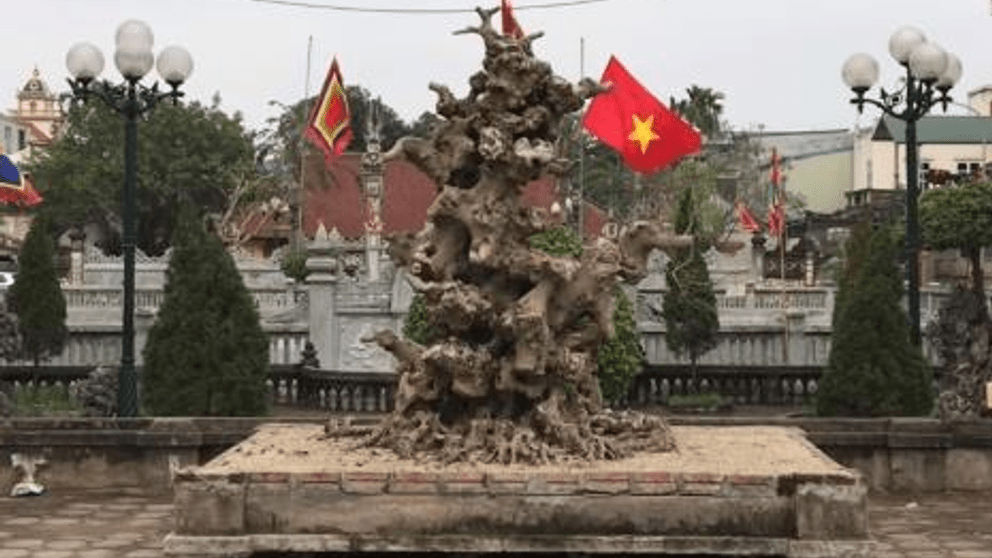 Choáng váng cây sanh 