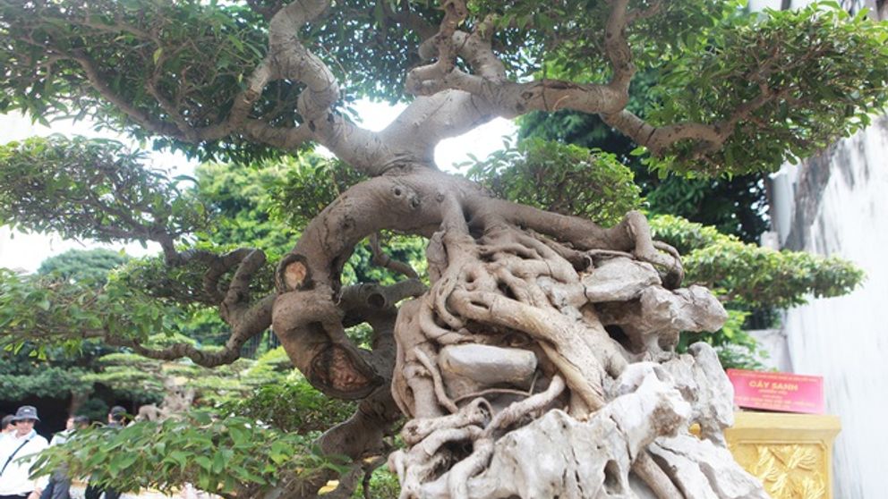 Kỳ lạ sanh cổ “mọc ngược” được coi như