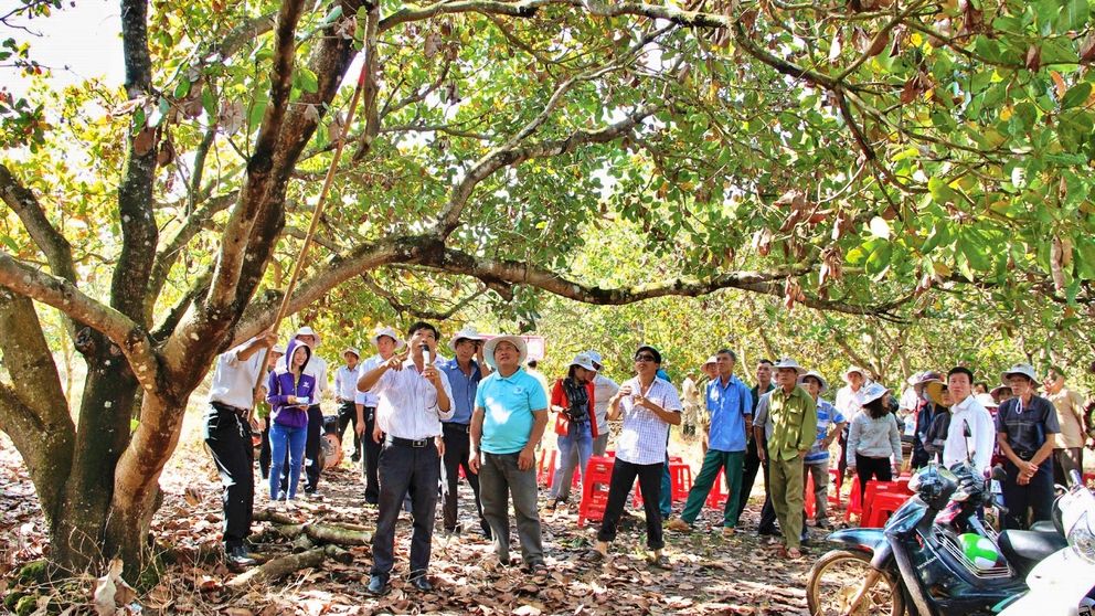 binh phuoc  2ha dieu thu duoc 20kg lam gi de  ??giai cuu ?? nguoi dan