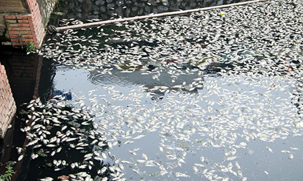 Ảnh: Cá chết nổi 'trắng' hào thành cổ Vinh