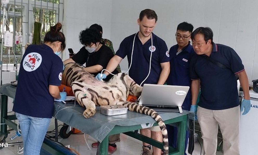 Chuyển 7 cá thể hổ tại VQG Phong Nha - Kẻ Bàng sang nơi ở mới