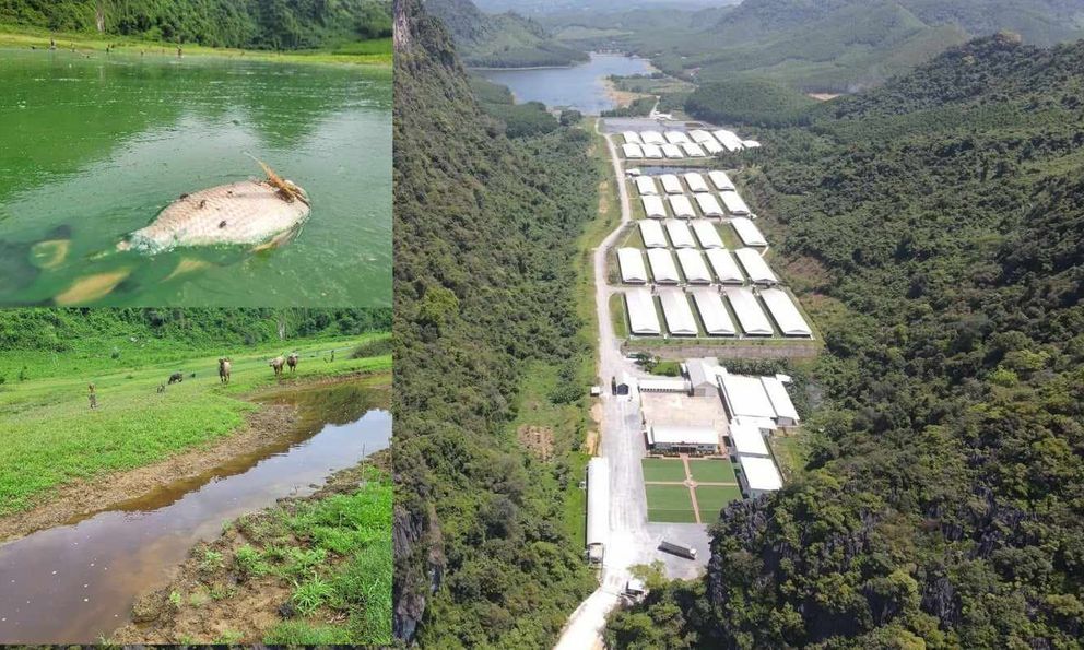 Hồ thủy lợi đổi màu, cá chết cạnh trang trại lợn Buntaphan Quảng Bình