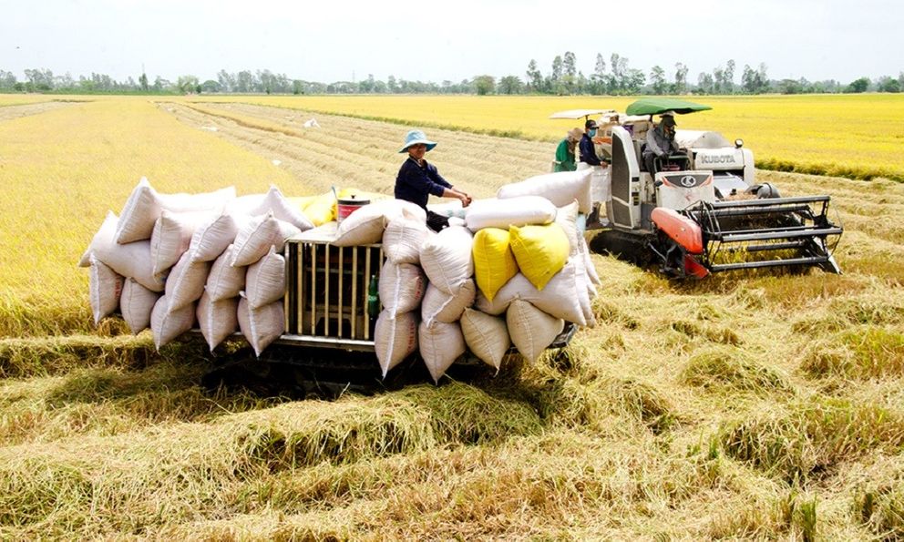 Lúa Thu Đông được mùa, được giá, nông dân phấn khởi
