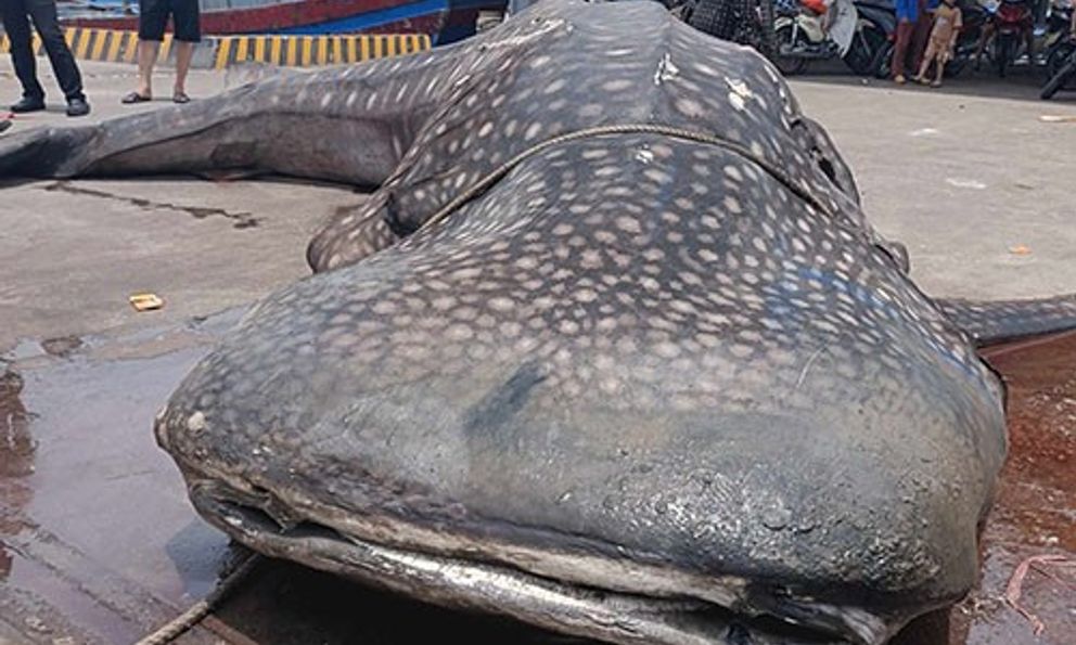 Cá voi nặng 2,5 tấn chết dạt vào bờ biển Nghệ An