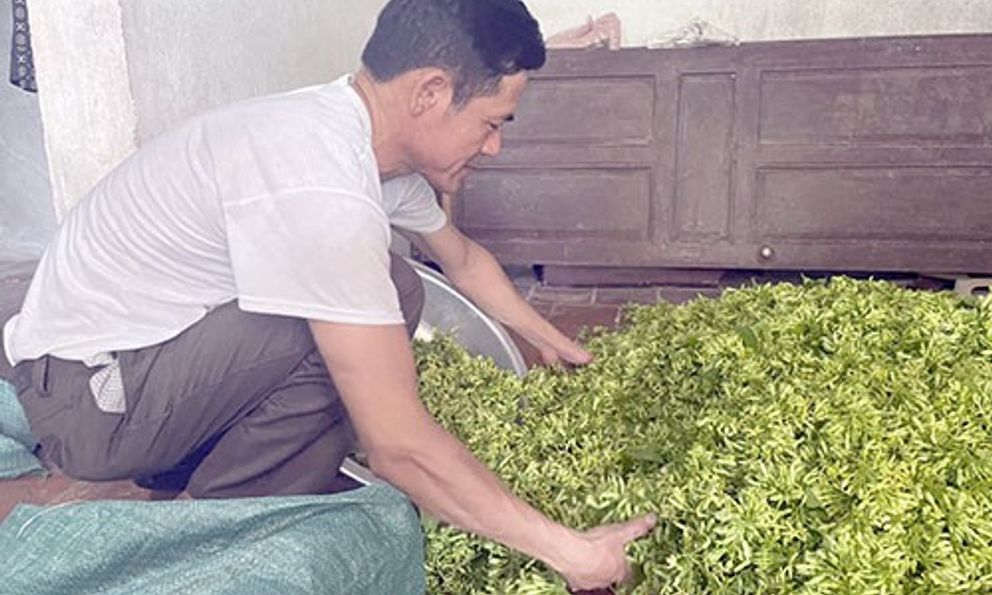 Trồng loài hoa 'khoái khẩu' tốt cho sức khoẻ, nông dân thu tiền triệu